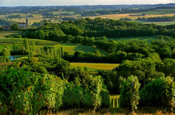 Par Sébastien Burel : Stratégie d’appellation : "Madiran et Pacherenc, des outsiders magnifiques" sur le JDE