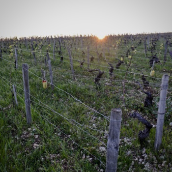 Sur le JDE : "Les voyants sont au vert pour les vins bio français " par Sébastien Burel