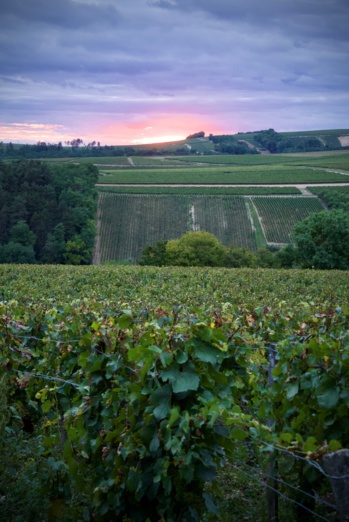 "Que nous réserve le millésime 2020 ?" par Sébastien Burel sur le JDE "Que nous réserve le millésime 2020 ?" par Sébastien Burel sur le JDE