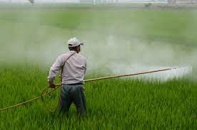 "Pesticides : quand la maladie de Parkinson contractée par un fonctionnaire municipal dans l’exercice de ses fonctions doit être regardée comme une maladie professionnelle…" par Frédéric Rose Dulcina