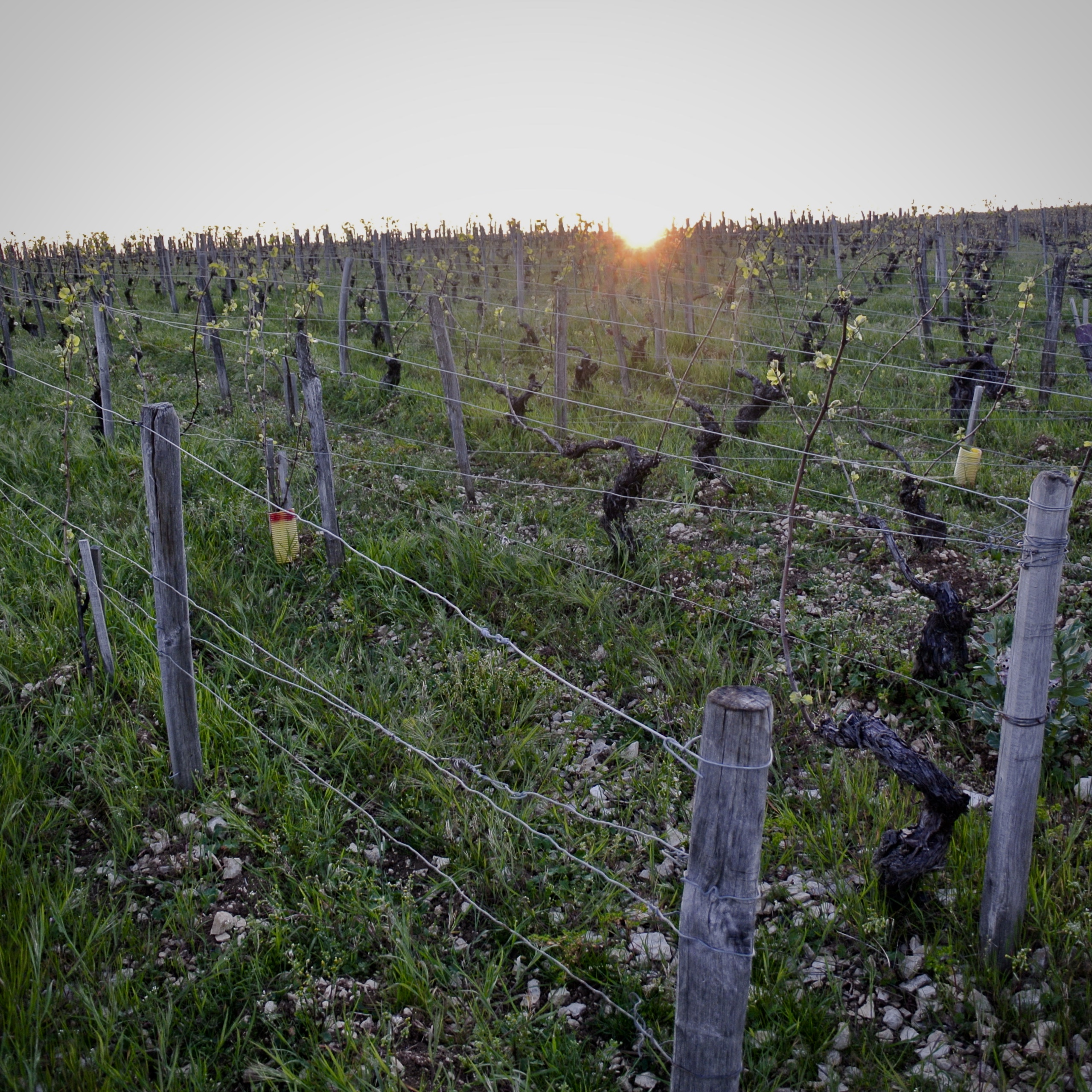 Sur le JDE : "Les voyants sont au vert pour les vins bio français " par Sébastien Burel