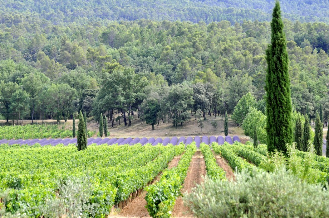 "Les Coteaux Varois voient la vie en rose" par Sébastien Burel 